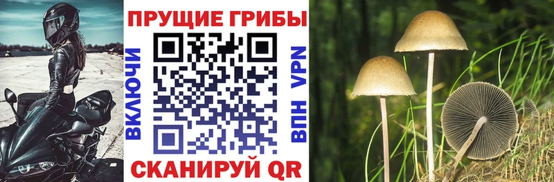 Псилоцибиновые грибы прущие грибы  Нерчинск 